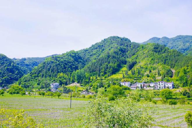 【遇见陕茶遇见你】去平利来场说走就走的“茶之旅”!